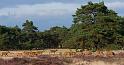 36 Hoge Veluwe, edelherten
